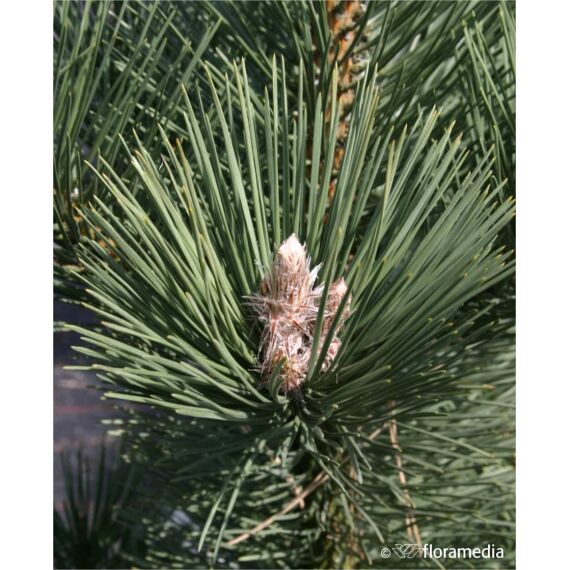 Pinus nigra 'Green Tower’