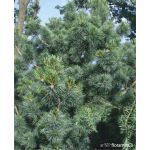 Pinus parviflora 'Glauca’ 125-150