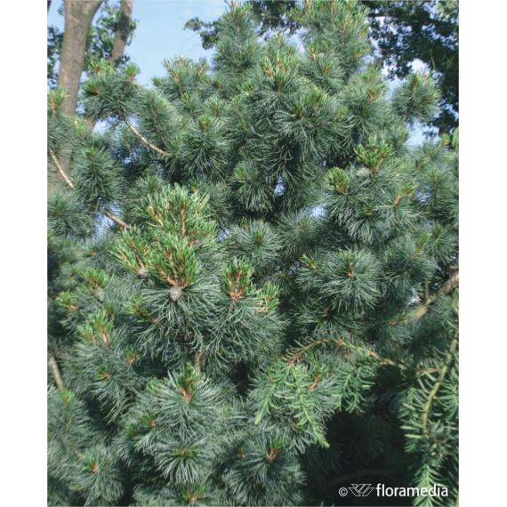 Pinus parviflora 'Glauca’ 125-150