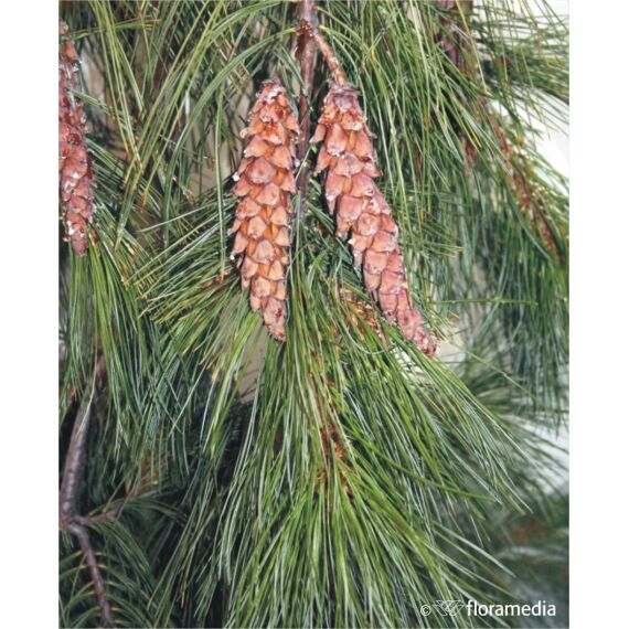 Pinus strobus 'Pendula’