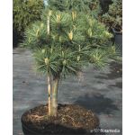 Pinus strobus 'Tourulosa’200-250