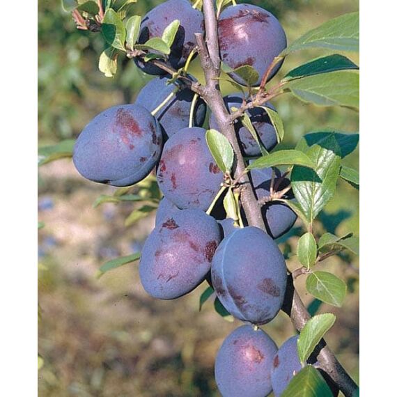 Prunus domestica 'Węgierka Zwykła’