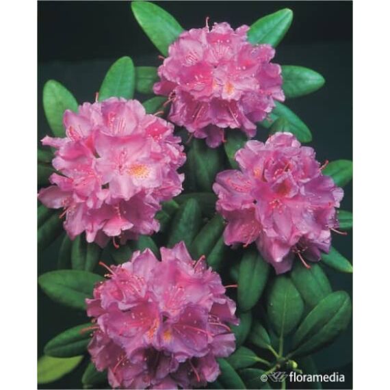 Rhododendron 'Catawbiense Grandiflorum’