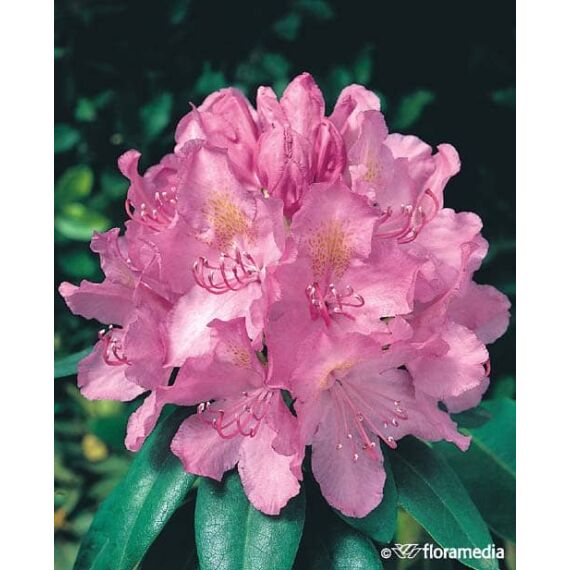 Rhododendron 'Catawbiense Grandiflorum’