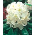 Rhododendron 'Cunningham’s White’ 60-70