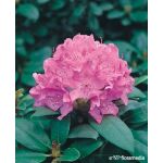 Rhododendron 'English Roseum’