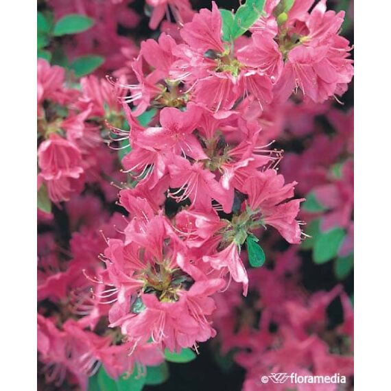 Rhododendron (Jap.) 'Little Red’c4