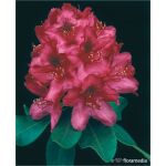 Rhododendron 'Nova Zembla’