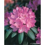 Rhododendron 'Roseum Elegans’