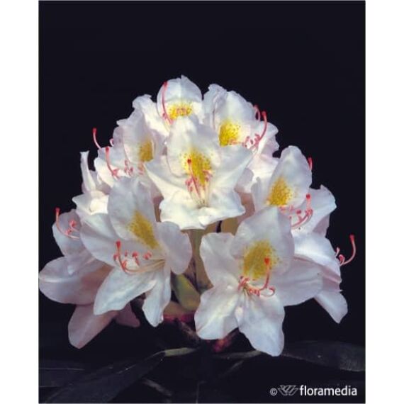 Rhododendron (azalea jap.)