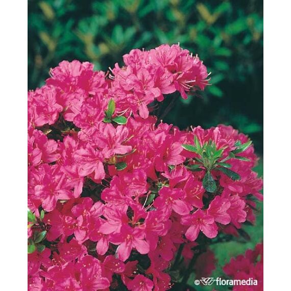 Rhododendron (azalea jap.)