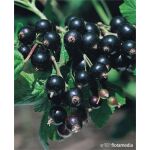 Ribes nigrum 'Titania’