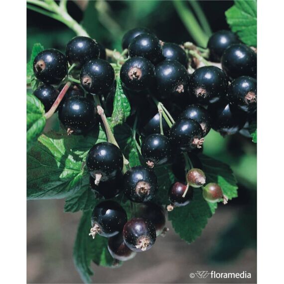 Ribes nigrum 'Titania’