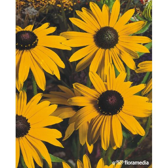 Rudbeckia fulgida 'Goldsturm’