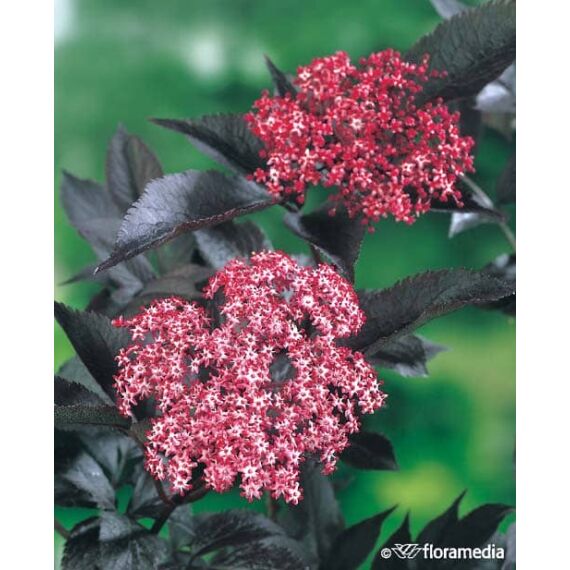 Sambucus nigra 'Black Lace’