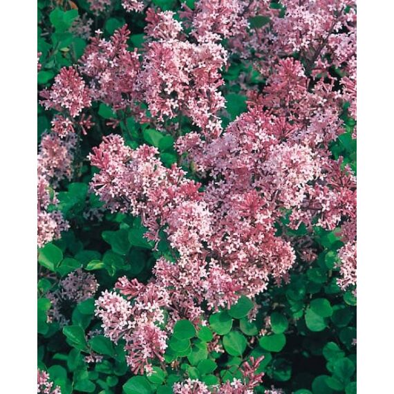 Syringa meyeri 'Palibin’