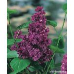 Syringa vulgaris 'Charles Joly’