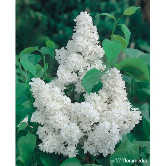 Syringa vulgaris 'Madame Lemoine’