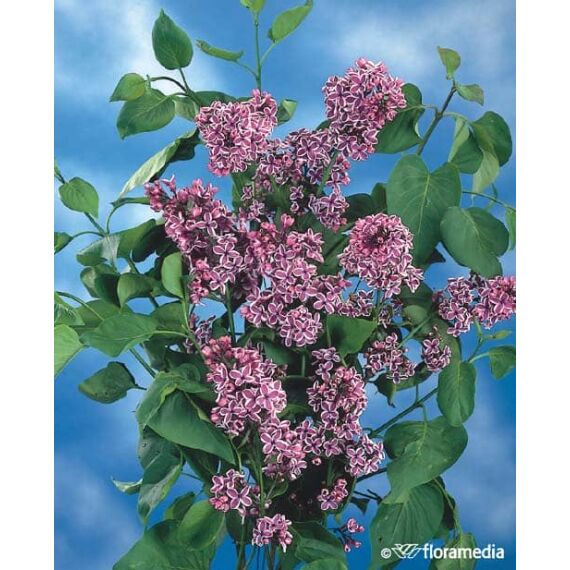 Syringa vulgaris 'Sensation’