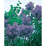 Syringa vulgaris