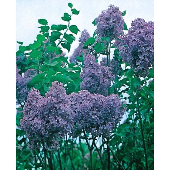 Syringa vulgaris