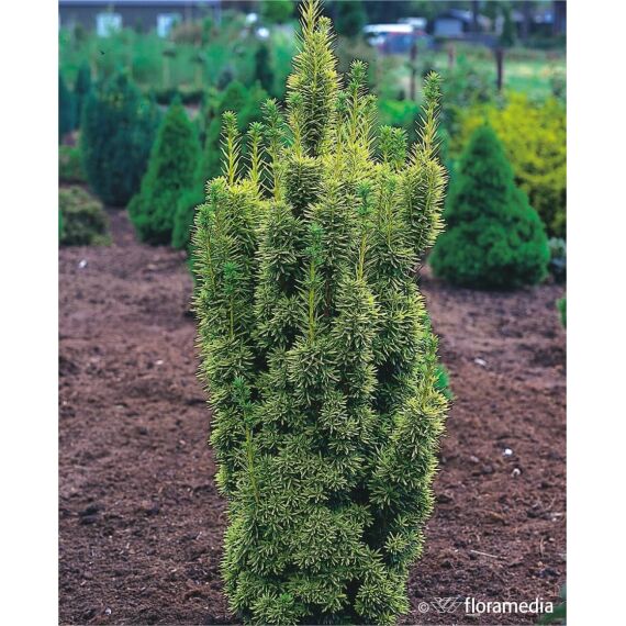 Taxus baccata 'David’