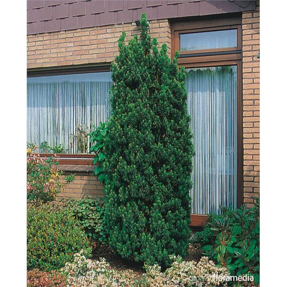 Taxus baccata 'Fastigiata Robusta’