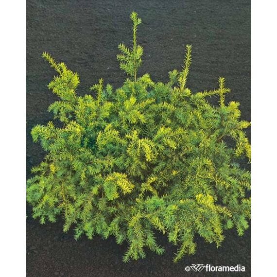 Taxus baccata 'Washingtonii’80-100