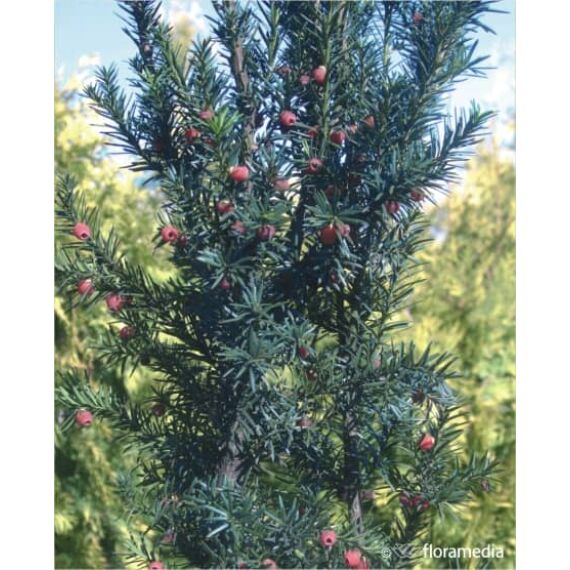 Taxus media 'Hicksii’