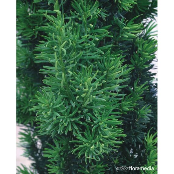 Taxus media 'Stricta Viridis’100-125