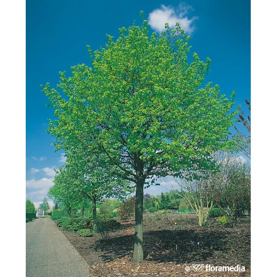 Tilia cordata 'Greenspire’