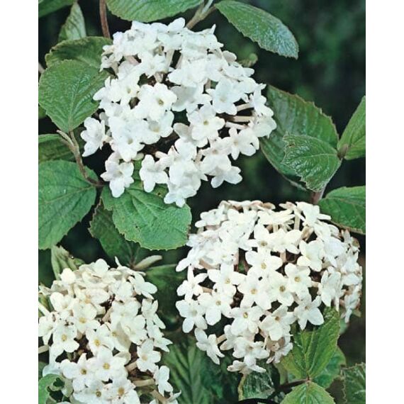 Viburnum carlcephalum