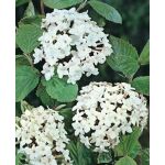 Viburnum carlcephalum 80-100