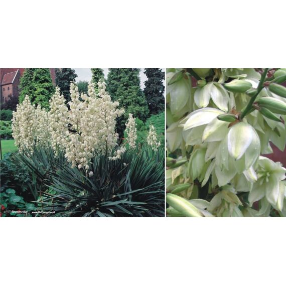 Yucca filamentosa