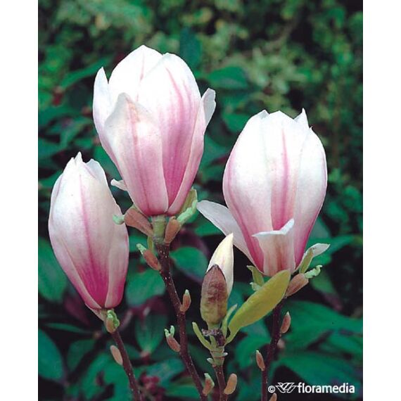 Magnolia soulangeana Genie c5